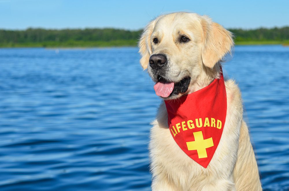 A Golden Retriever stands in front of a lake wearing a red lifeguard bandana.