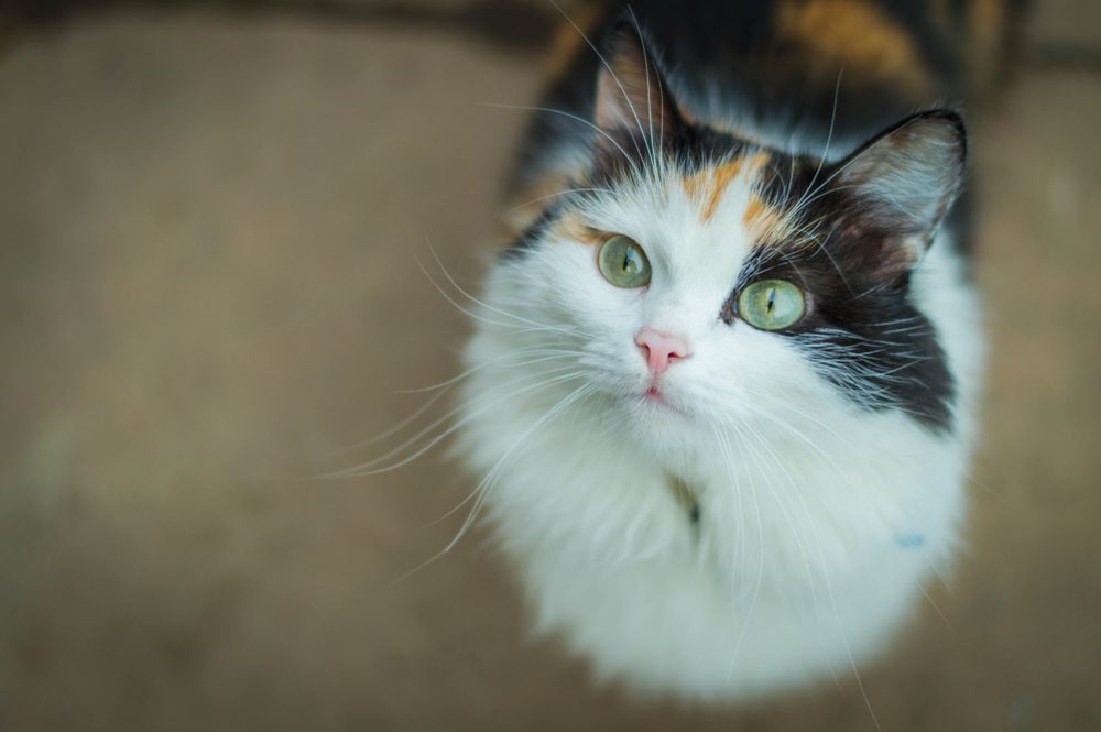 A long-haired calico cat with green eyes gazes up at the camera.
