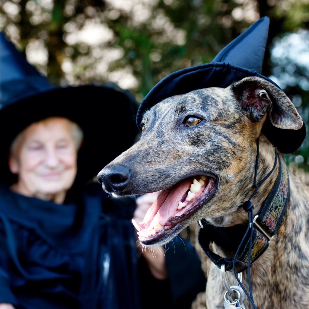 A Greyhound and a senior woman wearing matching witch hats