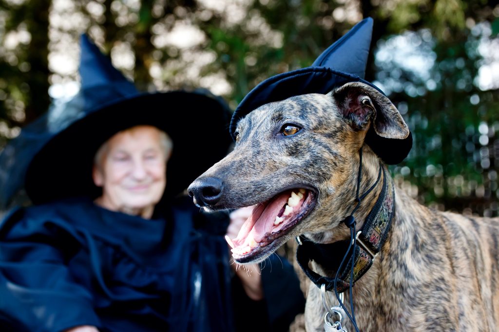 A Greyhound and a senior woman wearing matching witch hats