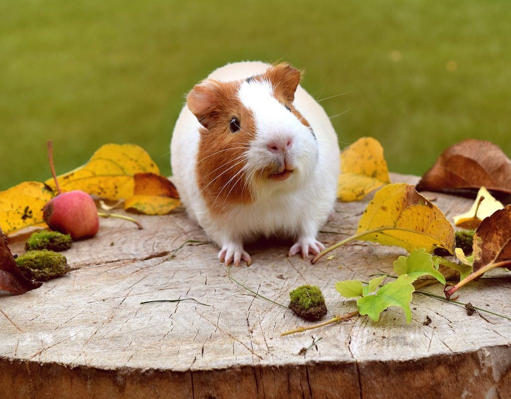Guinea pig sits on a log with leaves and food