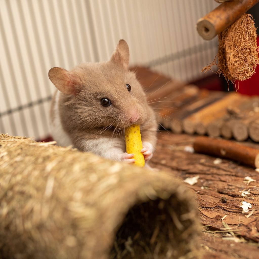 Hamster chews on his toy in cage
