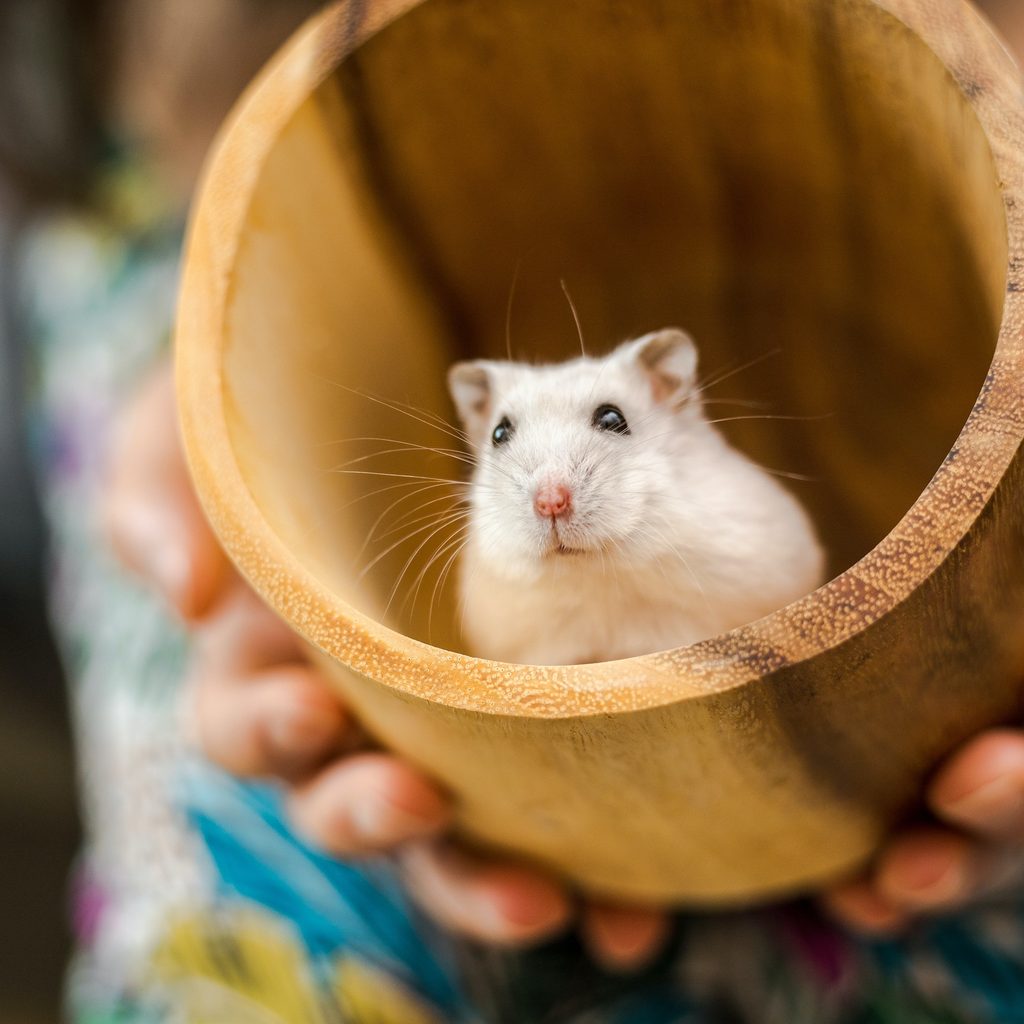 Hamster sits in bucket being held by her owner
