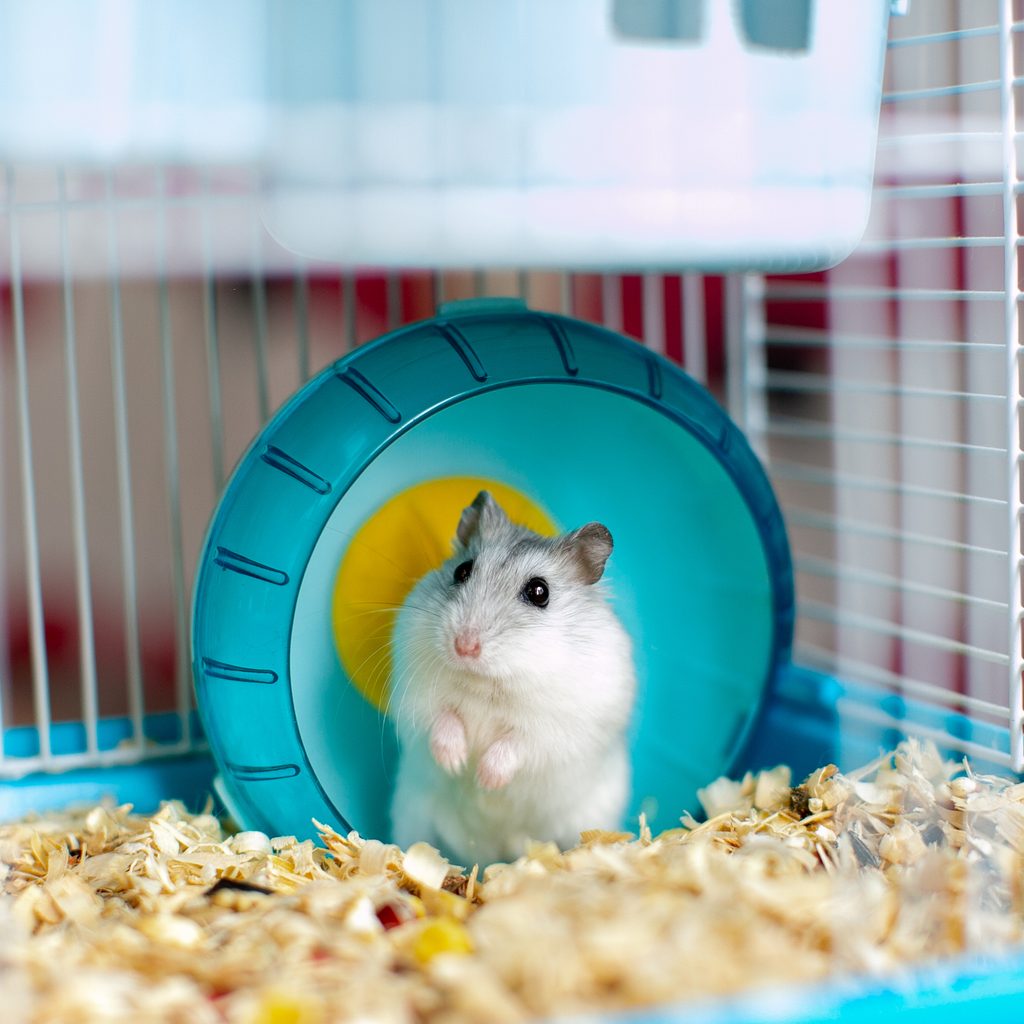 Hamster sits in his blue wheel in cage