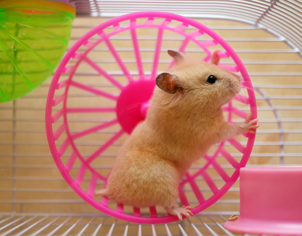 Hamster runs in pink wheel