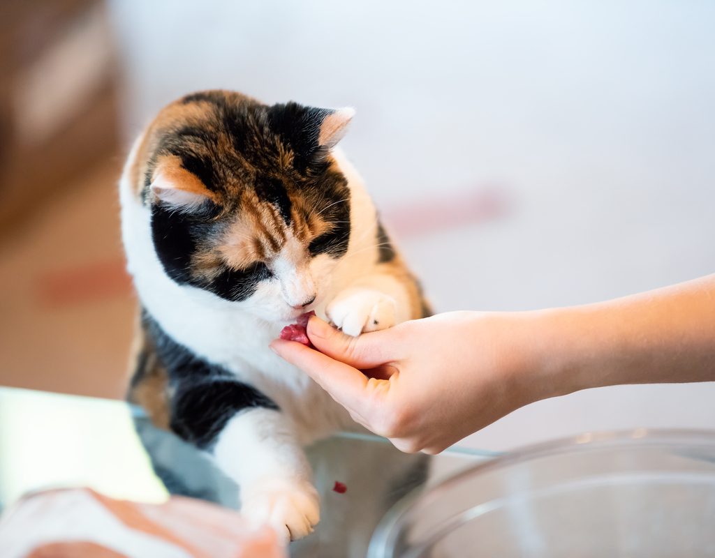 Hand feeding a cat a treat while the cat puts its paw on the hand