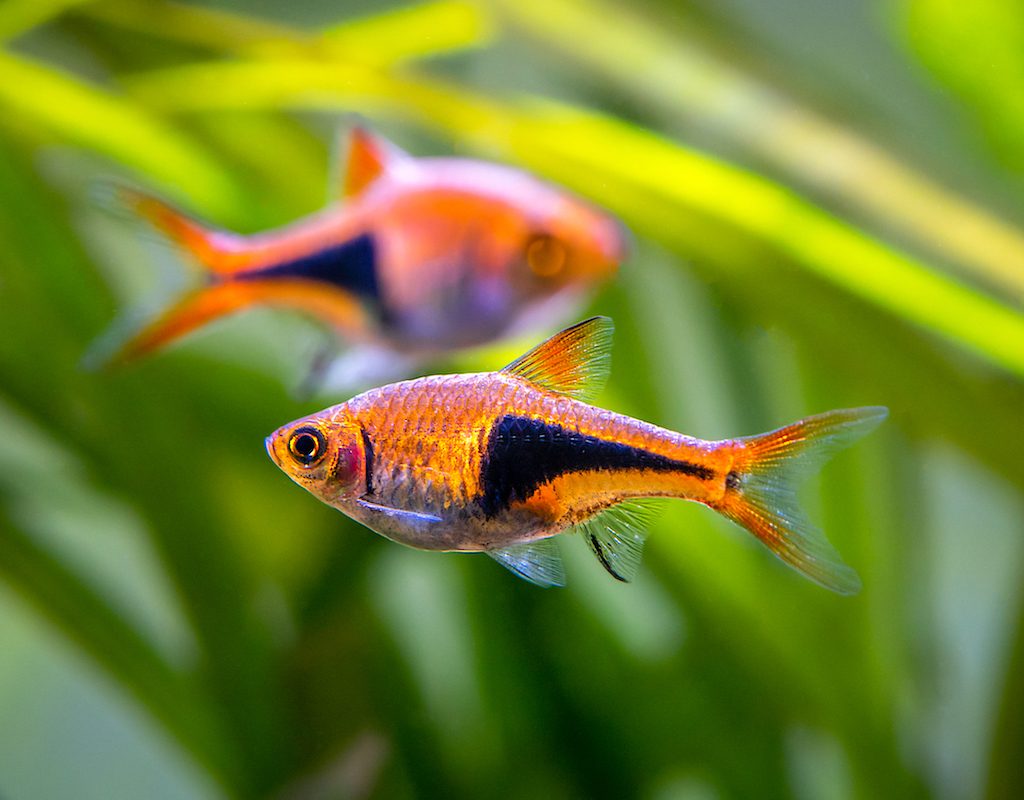 Harlequin rasboras in an aquarium