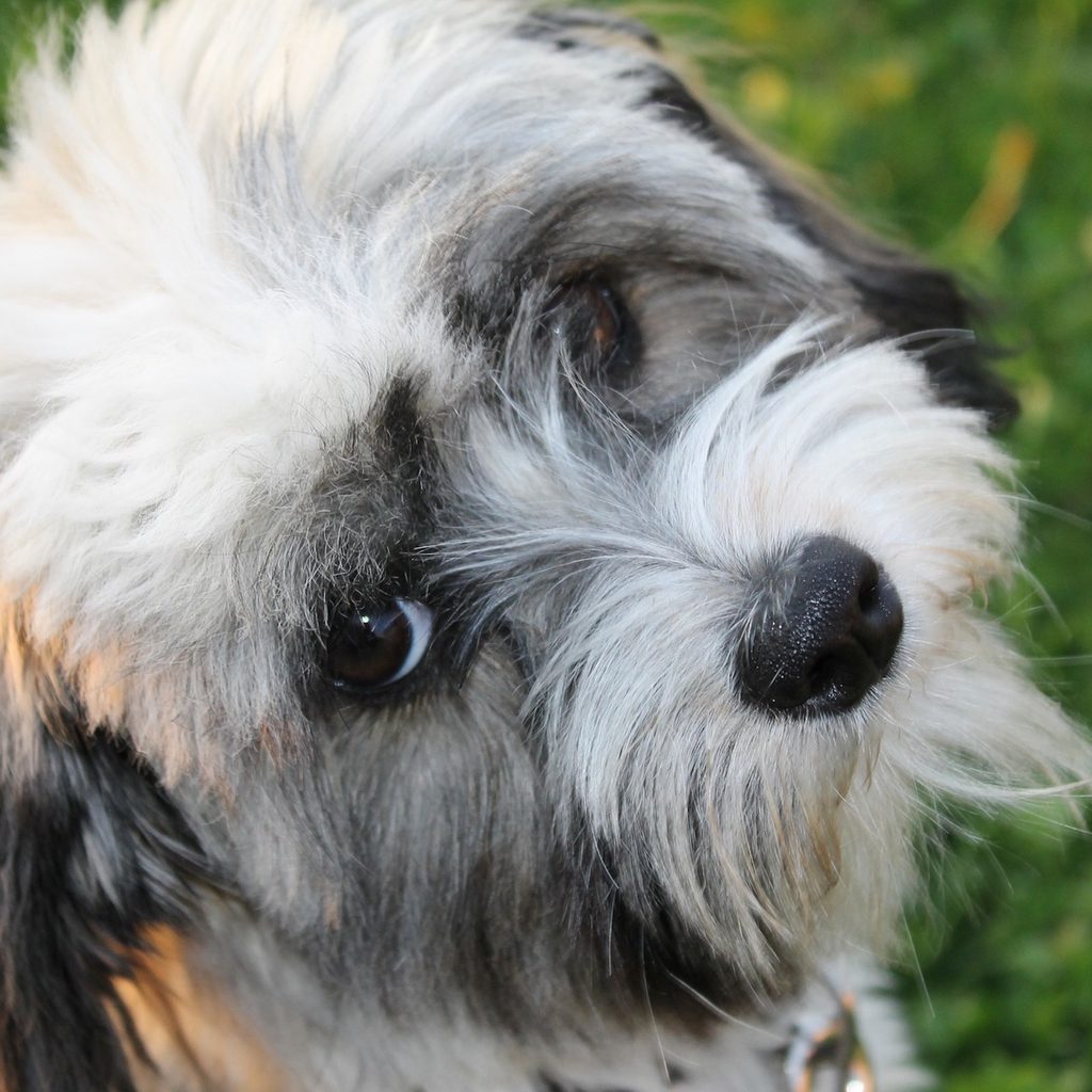 a Havanese dog looks up at the camera