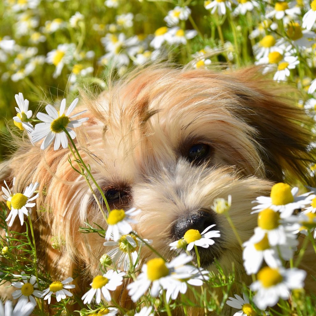 a Havanese puppy lies in a flower field