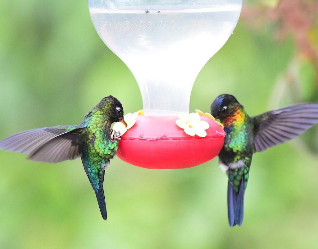 Two hummingbirds eat from a red feeder