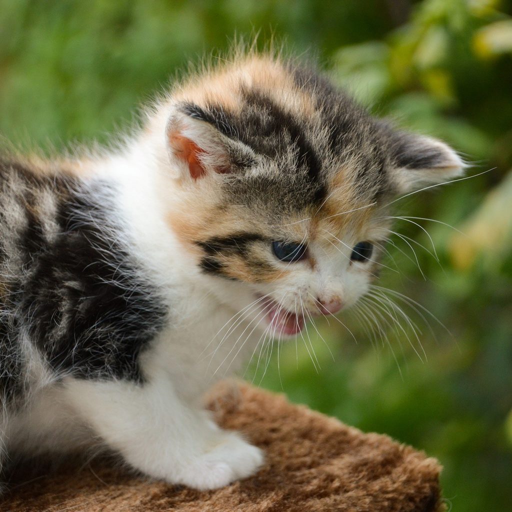 Young kitten on a log chirping