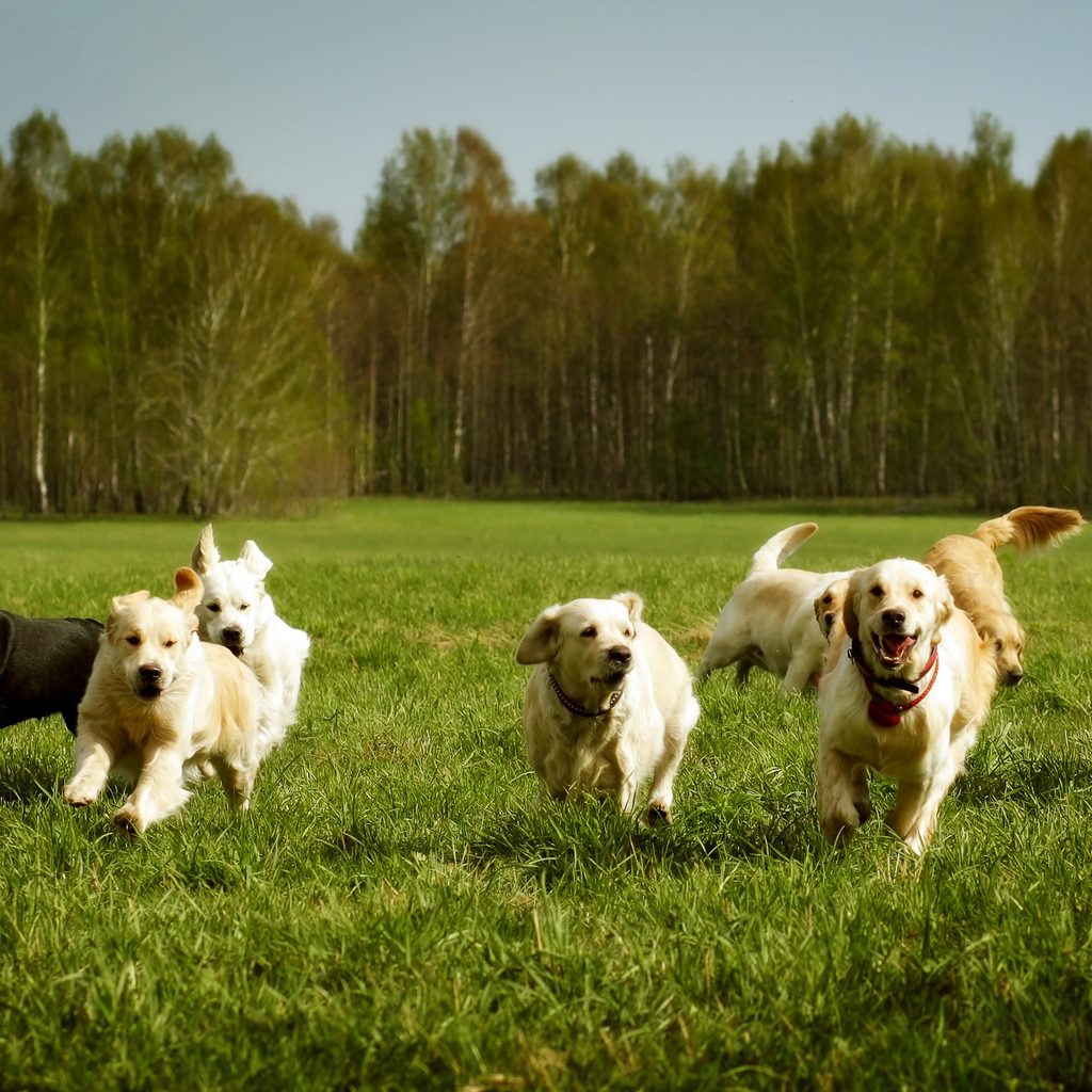 A big group of dogs--mostly Golden Retrievers--runs through a field