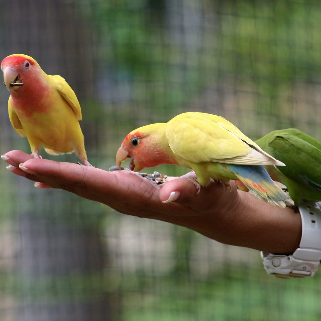 Lovebirds eat out of owner's hand