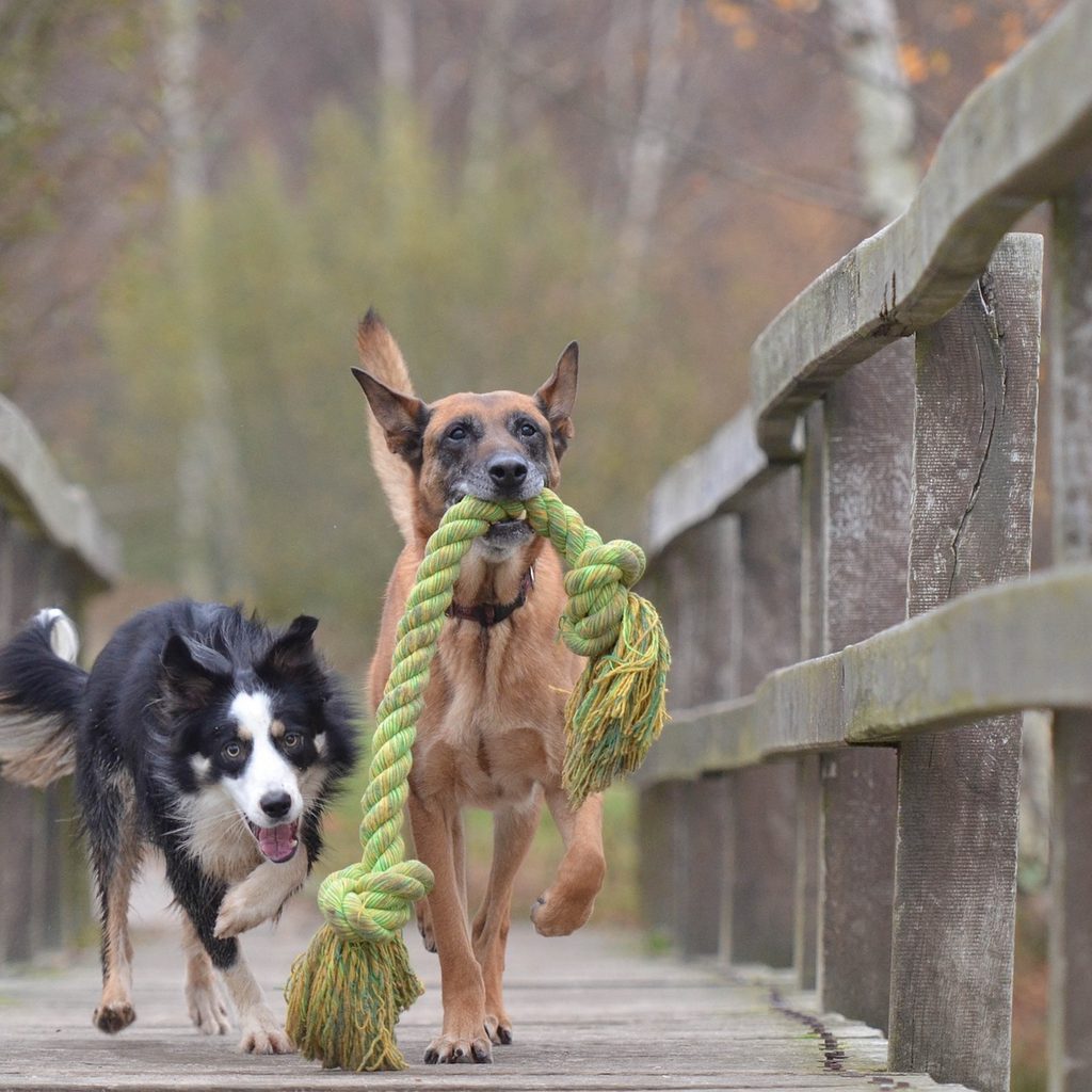 A Malinois and a Border Collie run with a large rope toy