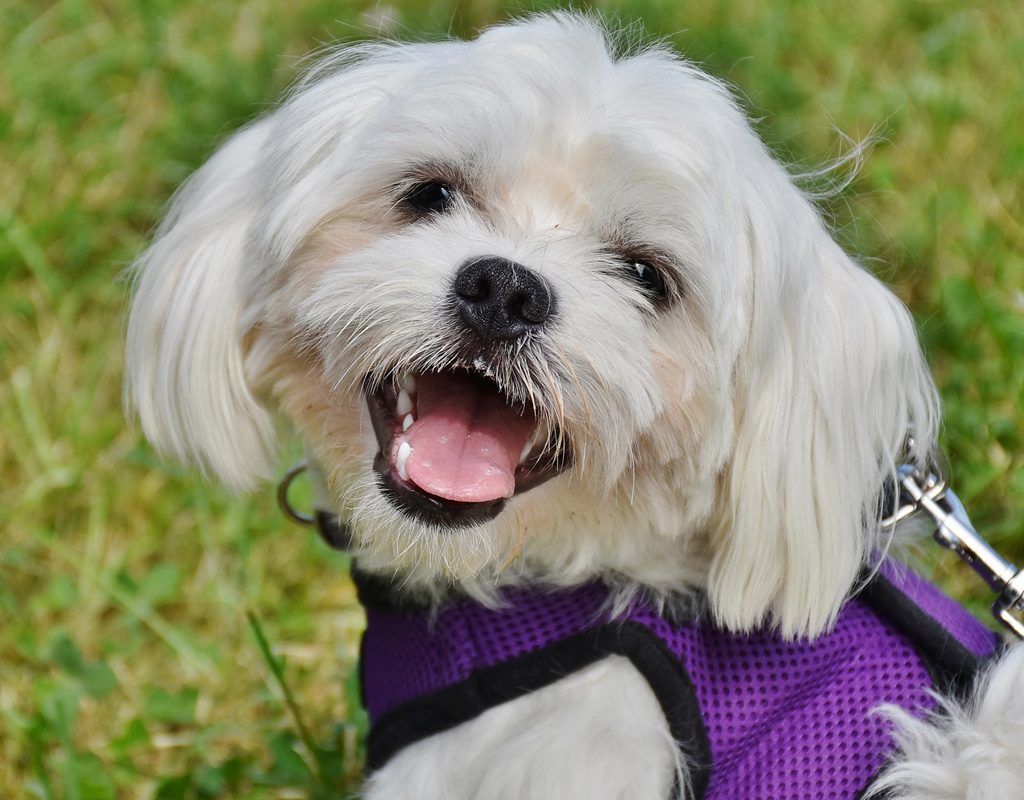 Happy Maltese dog out for a walk.
