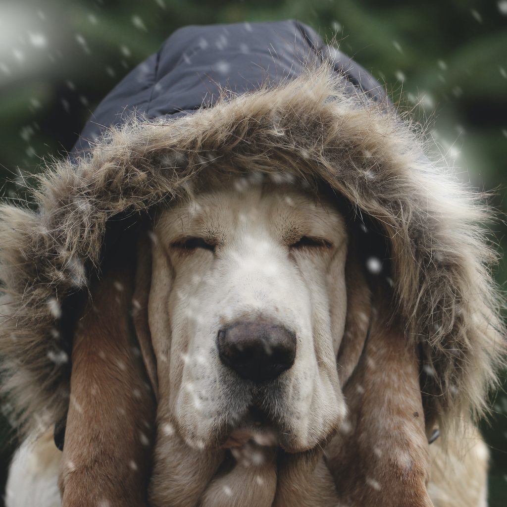 An old hound dog wears a winter coat with the hood up