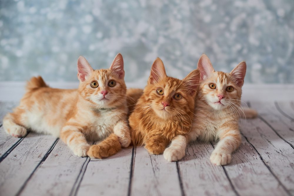Three orange American Bobtail kittens lying on a wooden floor against a blue background.