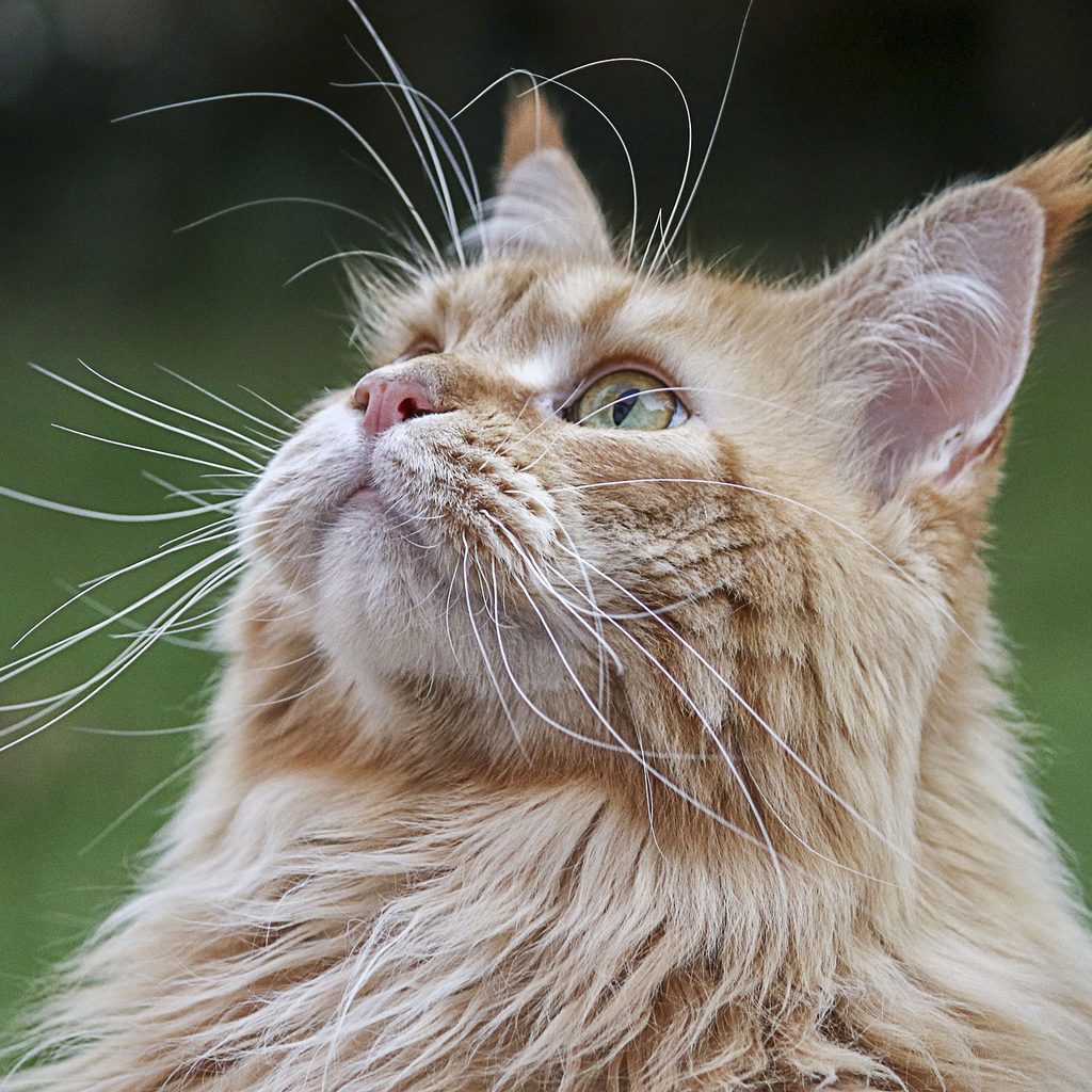 Orange cat outdoors looking at something intently