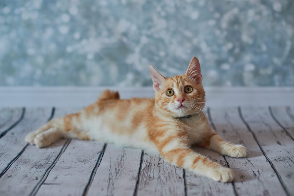 An orange tabby American Bobtail kitten lounging on a wooden floor.