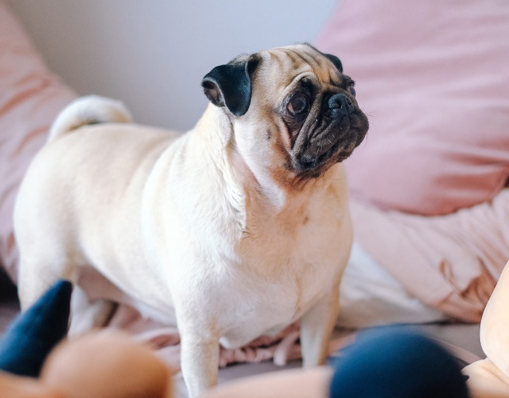 An overweight pug standing on a bed.