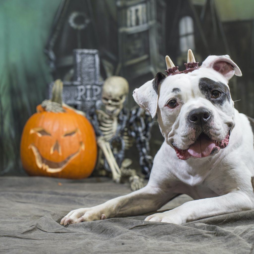 A pit bull wearing fake horns poses for a Halloween photoshoot by a jack-o'-lantern