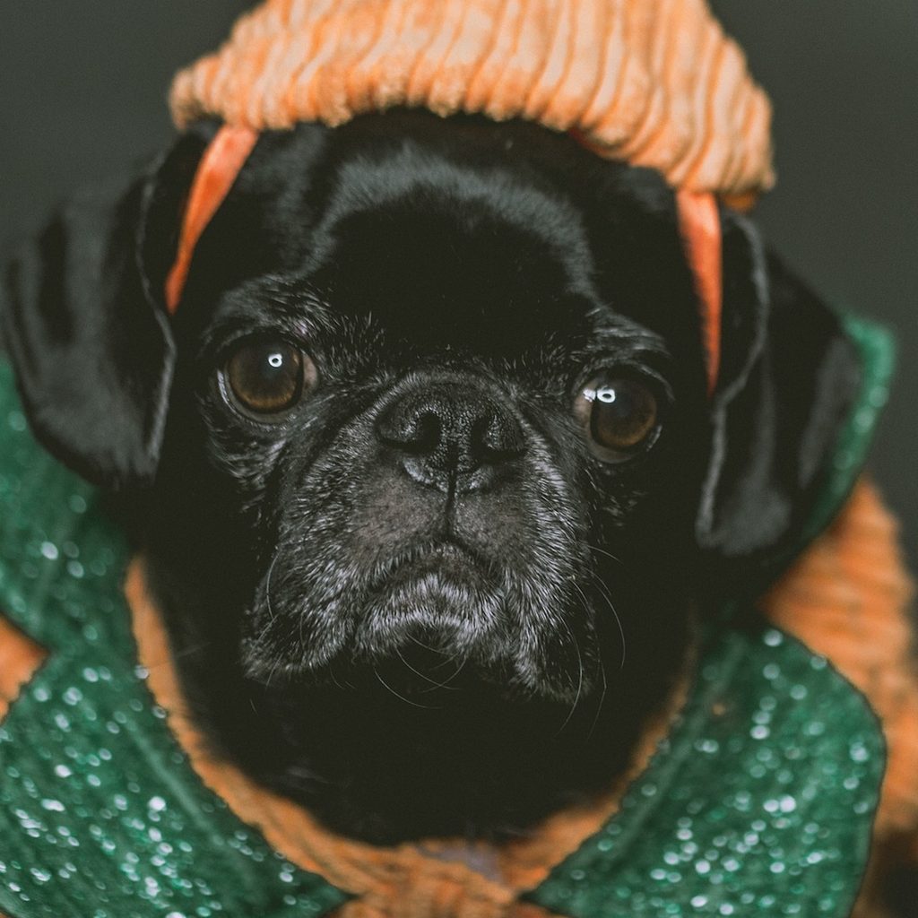 A pug in a pumpkin halloween costume