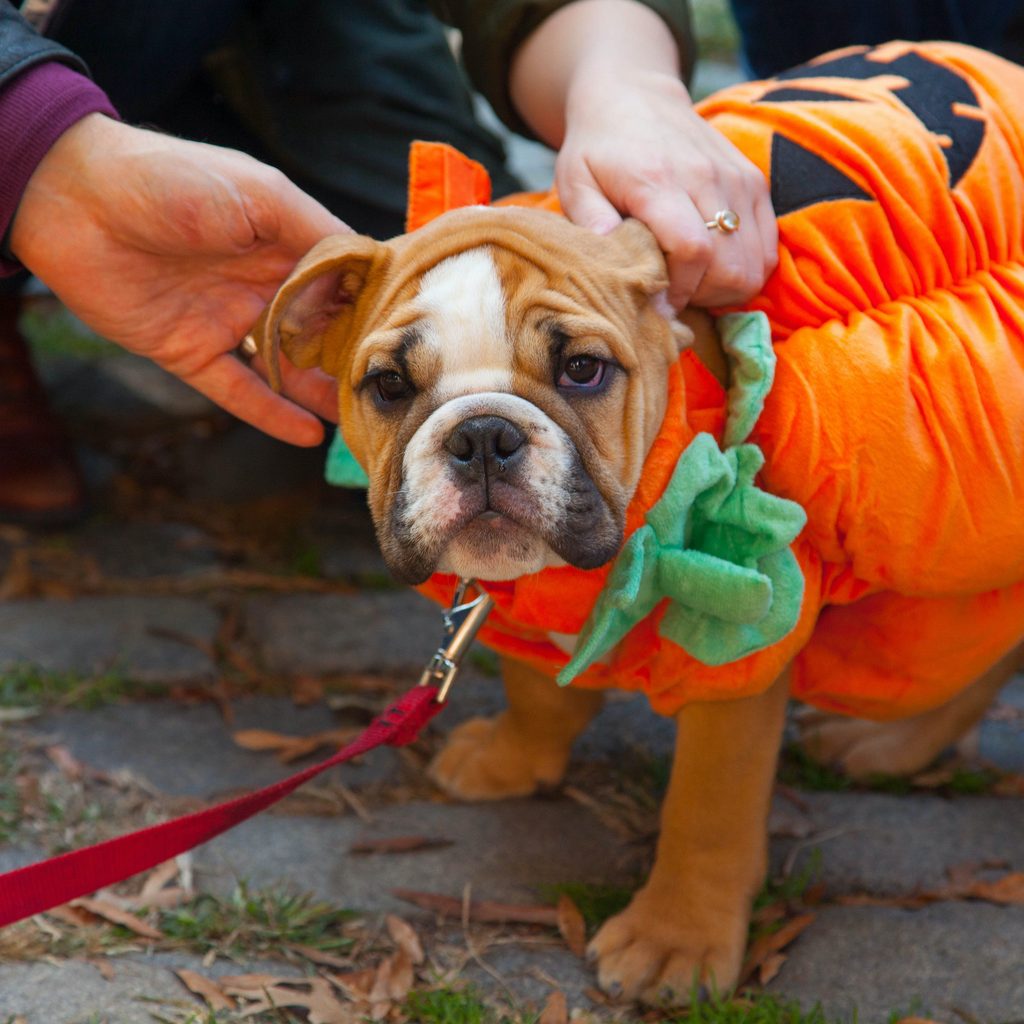 A puppy dressed in a fluffy pumpkin costume