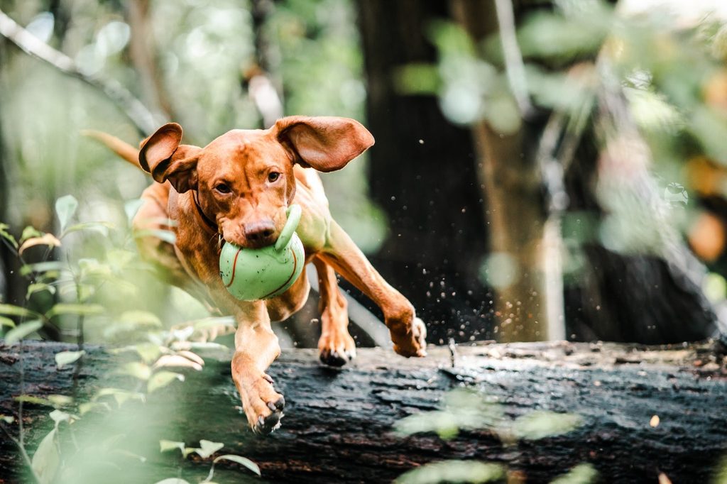 A red hound dog jumps over a tree while carrying a green toy.