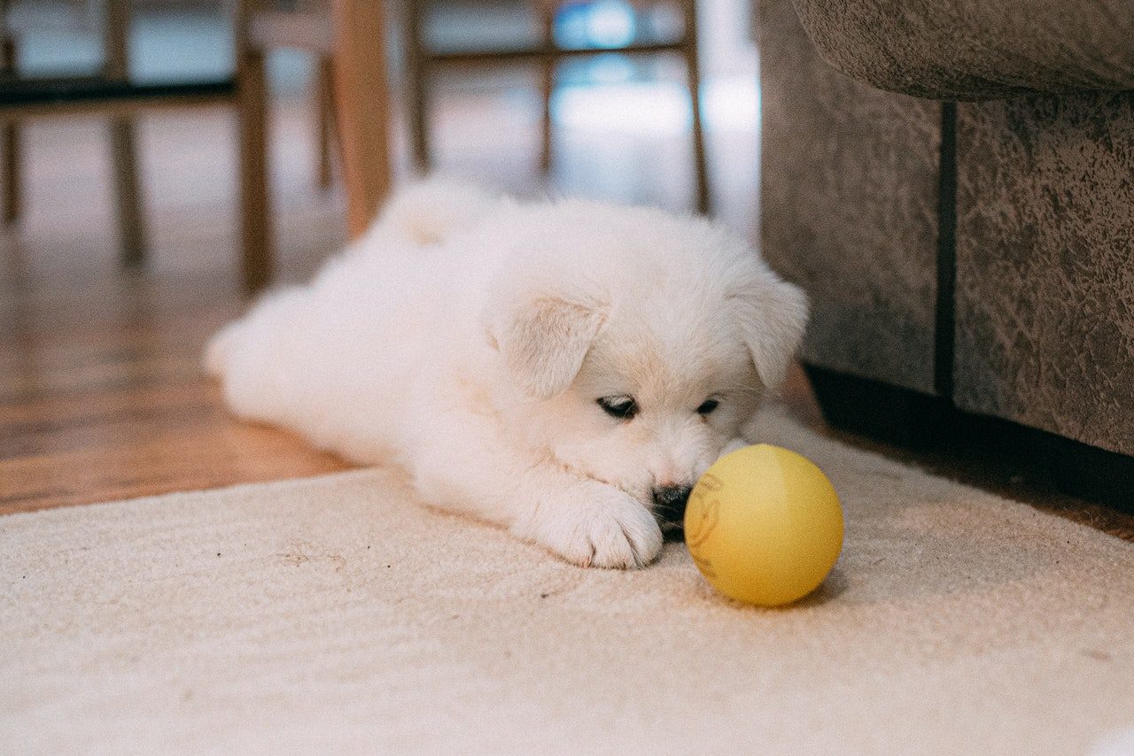 A sad looking white puppy sprawls on a rug with a yellow ball.