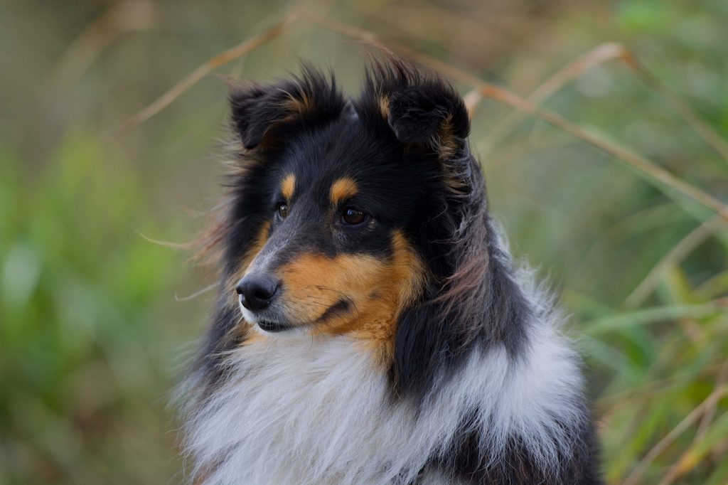 A Shetland sheepdog sits in a grassy field