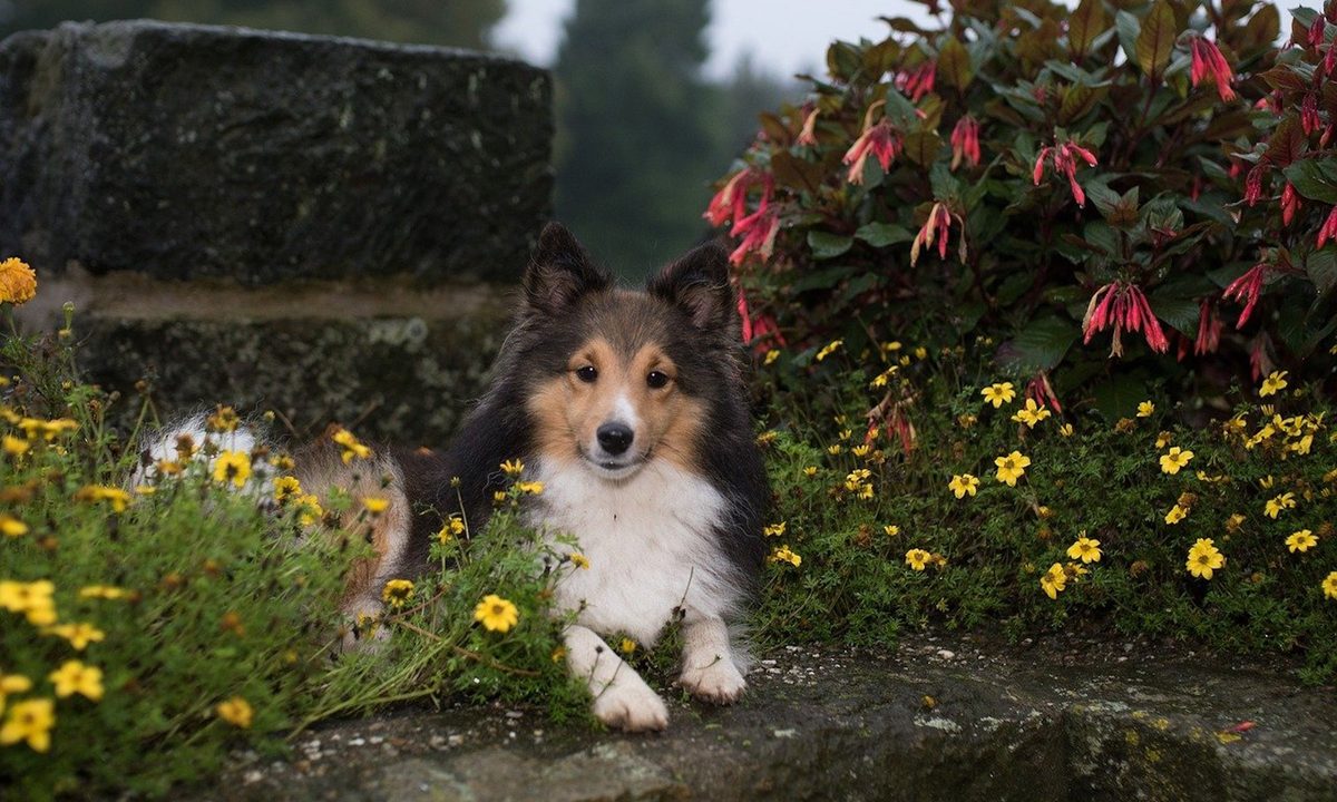 Shetland sheepdog sits in flowers next to a stone wall