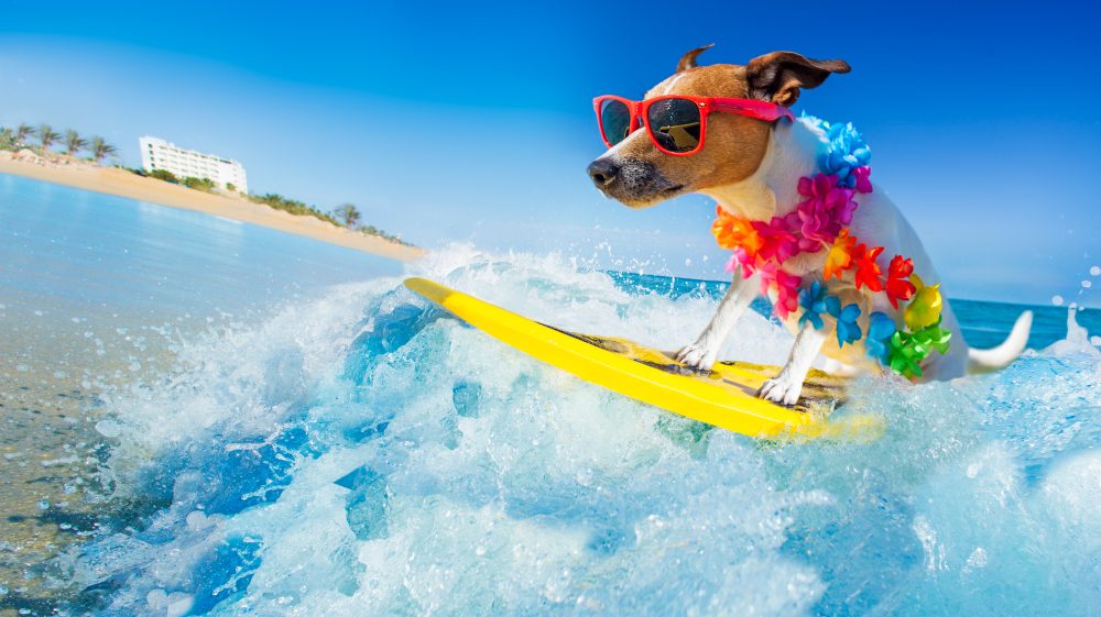 jack russell surfing wearing lei