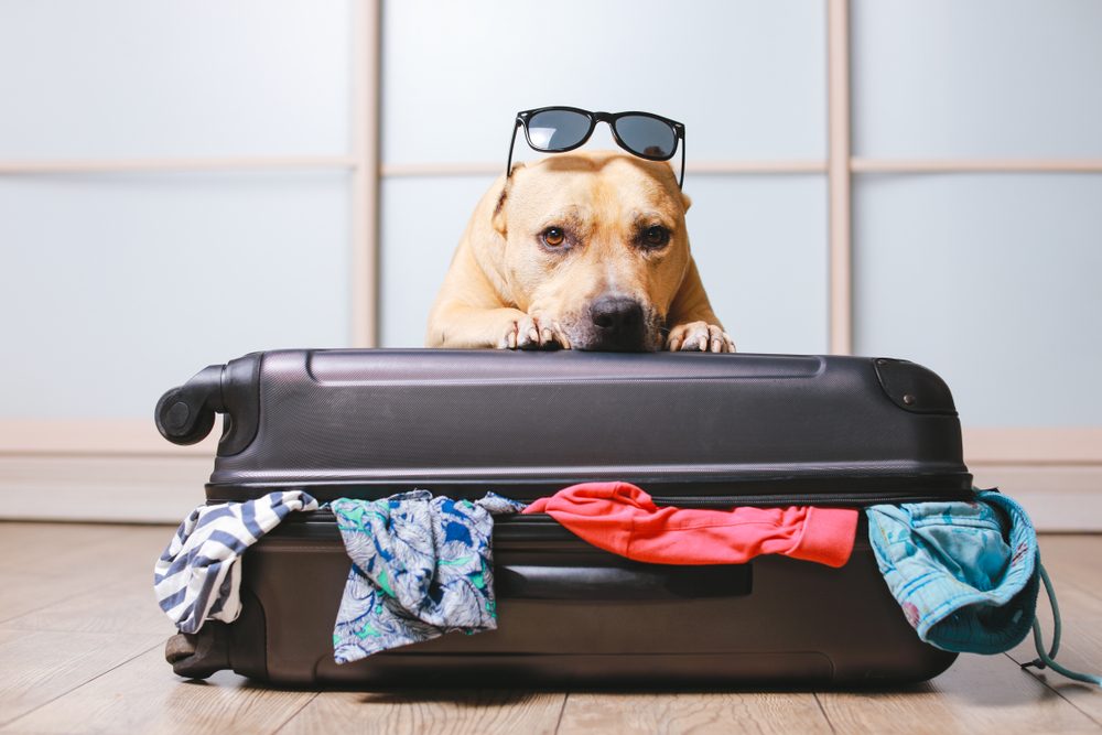 yellow dog on black suitcase