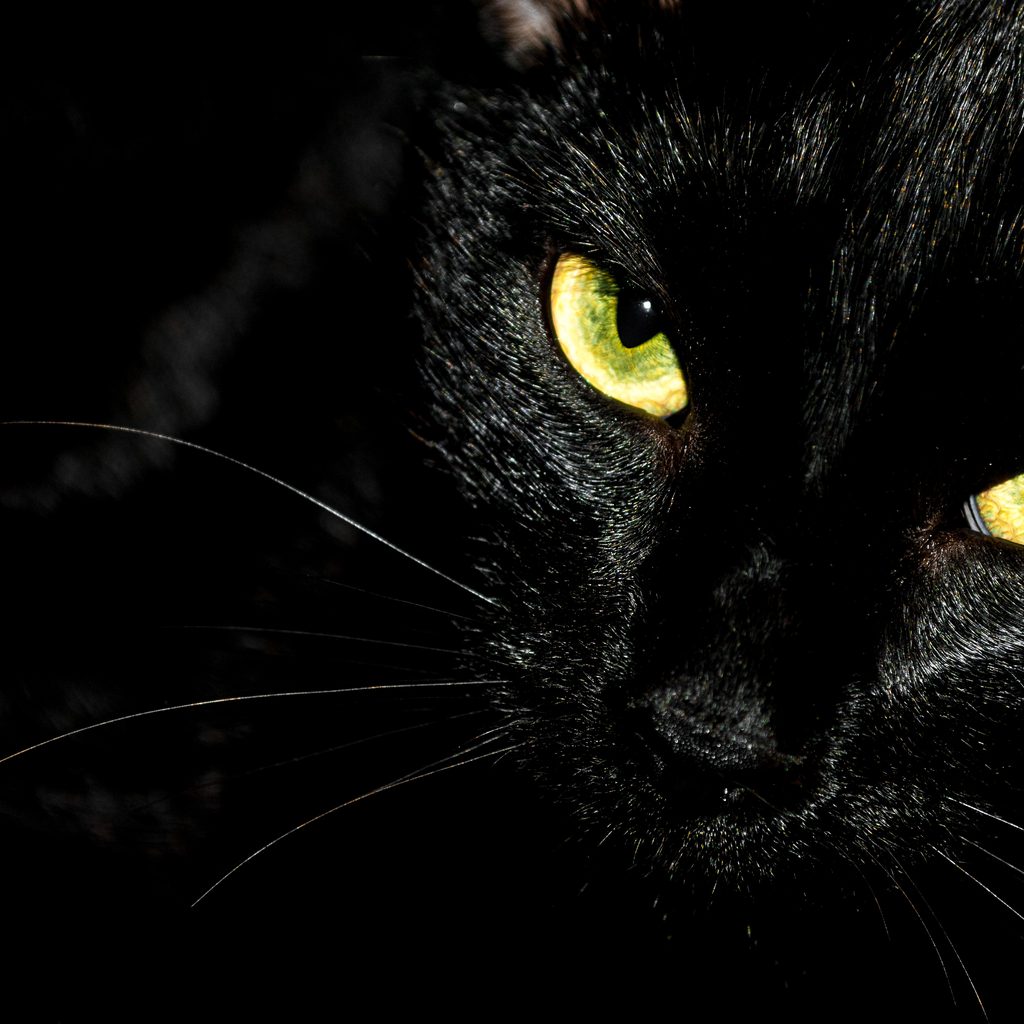 Close up of a black cat face