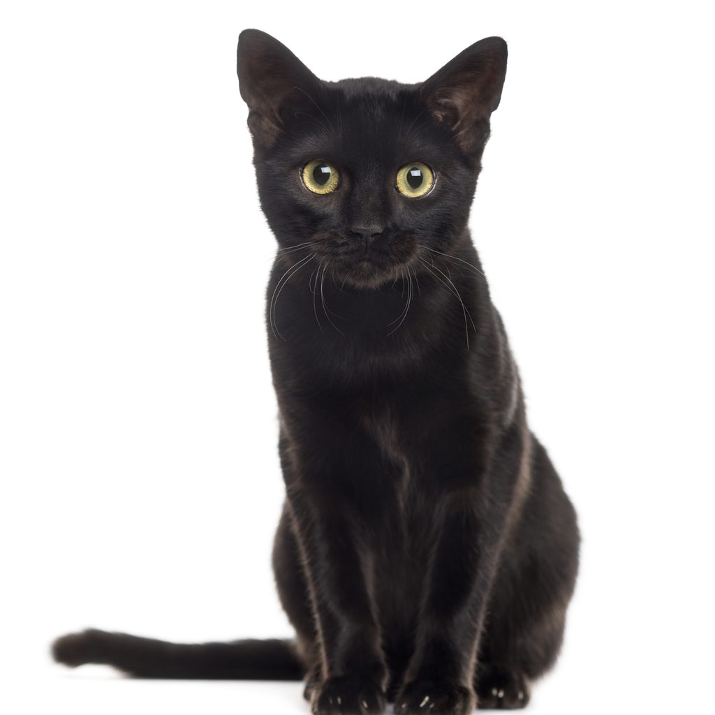 A black cat looking at the camera