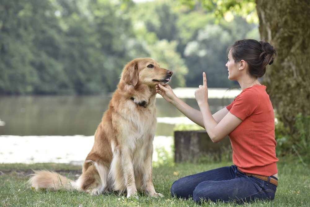 woman training golden retriever in the park