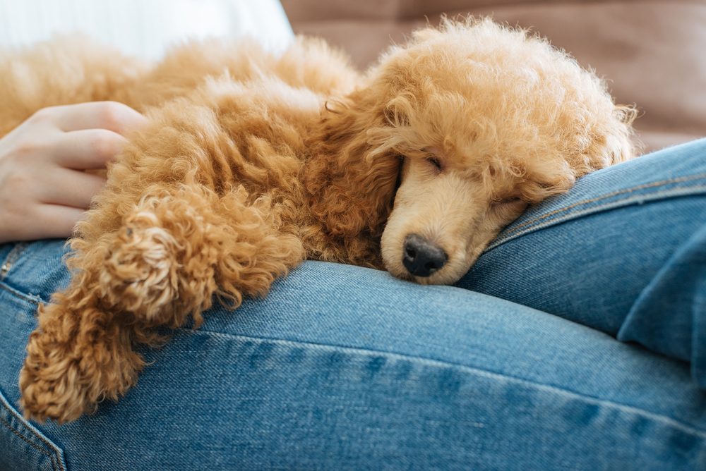 gold poodle on blue jean lap