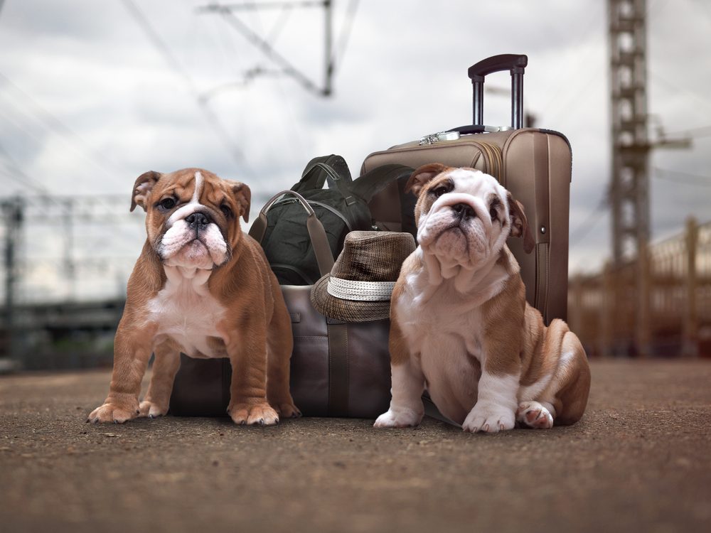 English bulldogs and suitcases