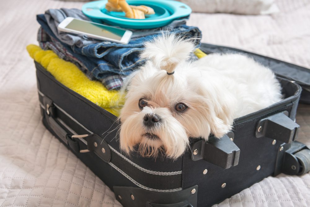 white maltese lying in suitcase