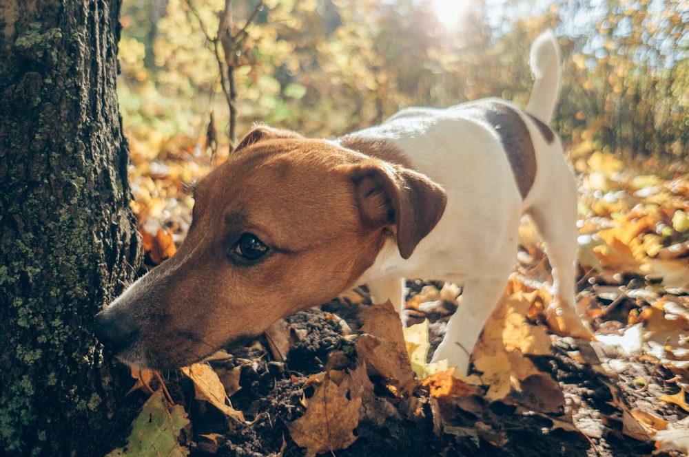 tan and white dog sniffing tree
