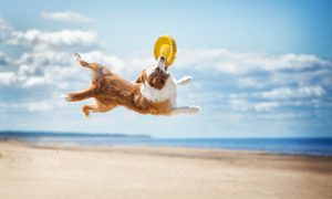 Border collie catching yellow frisbee on beach