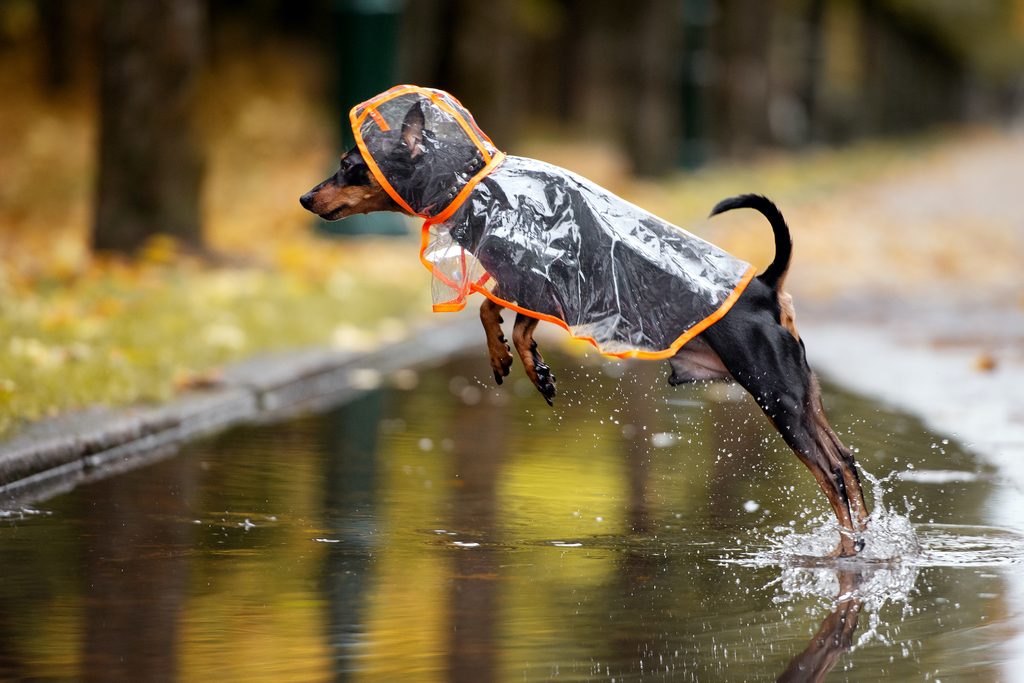 Dog in a rain coat jumping over a puddle in autumn