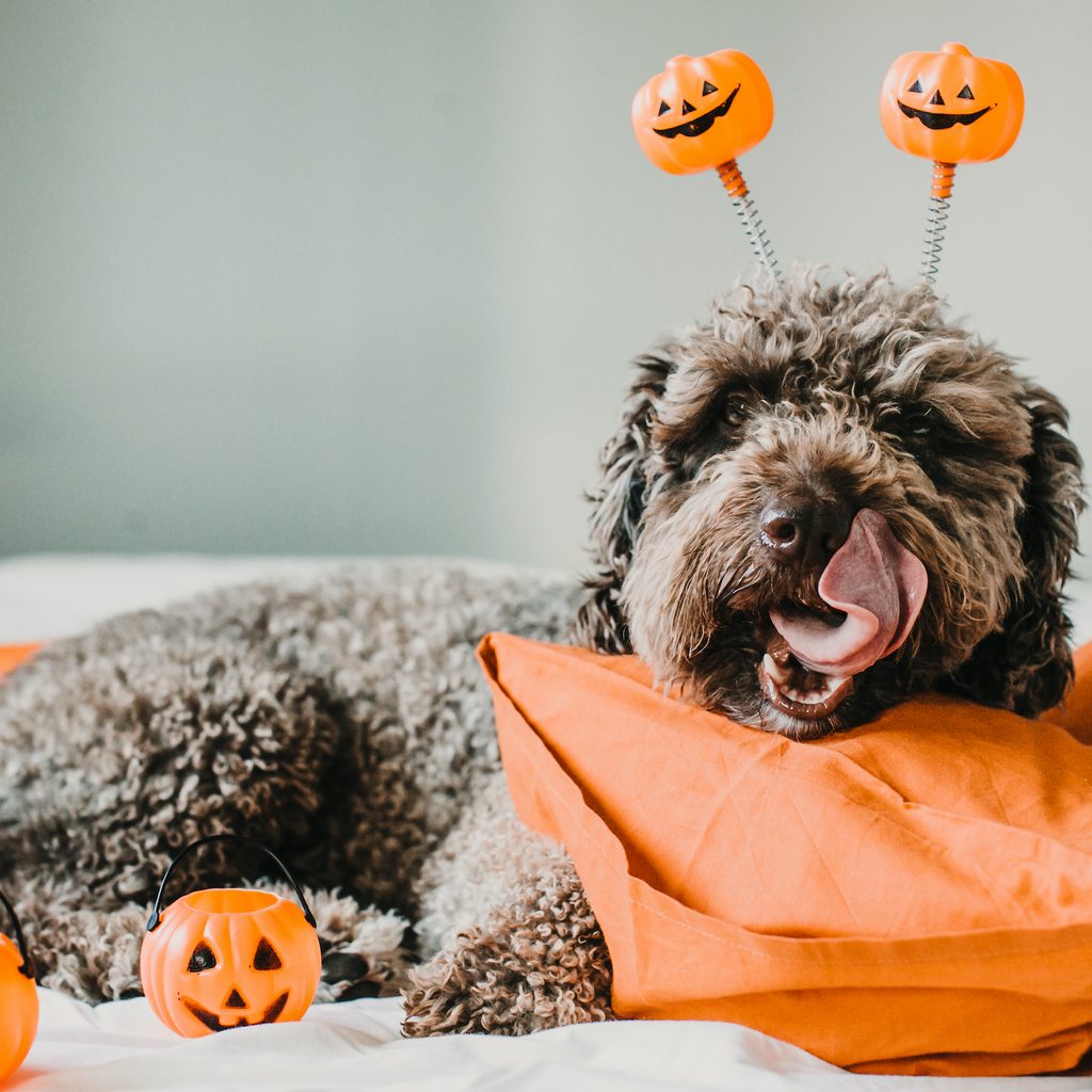 A Spanish water dog wearing a pumpkin headband lies on an orange pillow and licks their lips