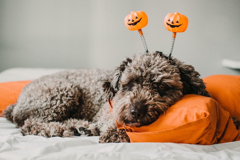 A Spanish Water Dog wearing a pumpkin headband naps on an orange pillow.