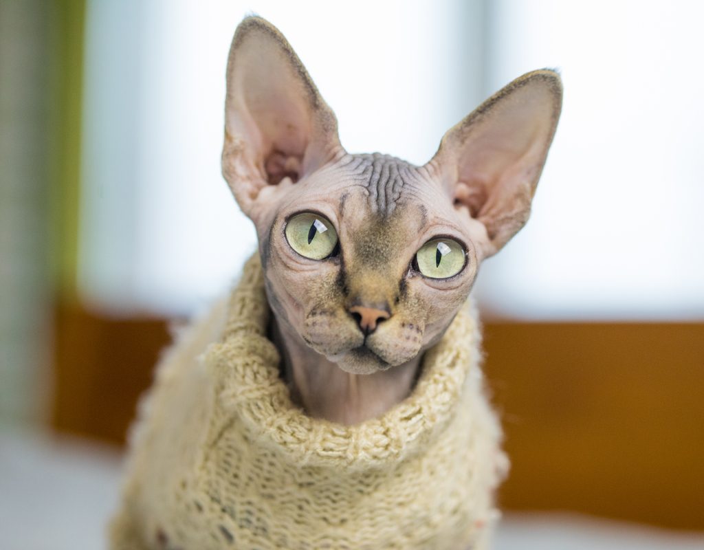 Sphinx wearing a yellow sweater