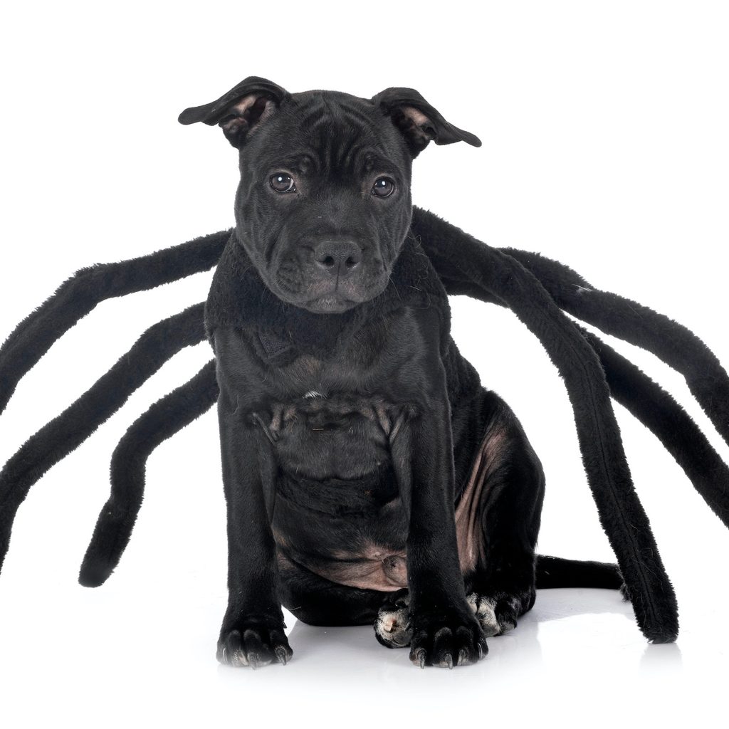 A Staffordshire bull terrier wears a spider costume