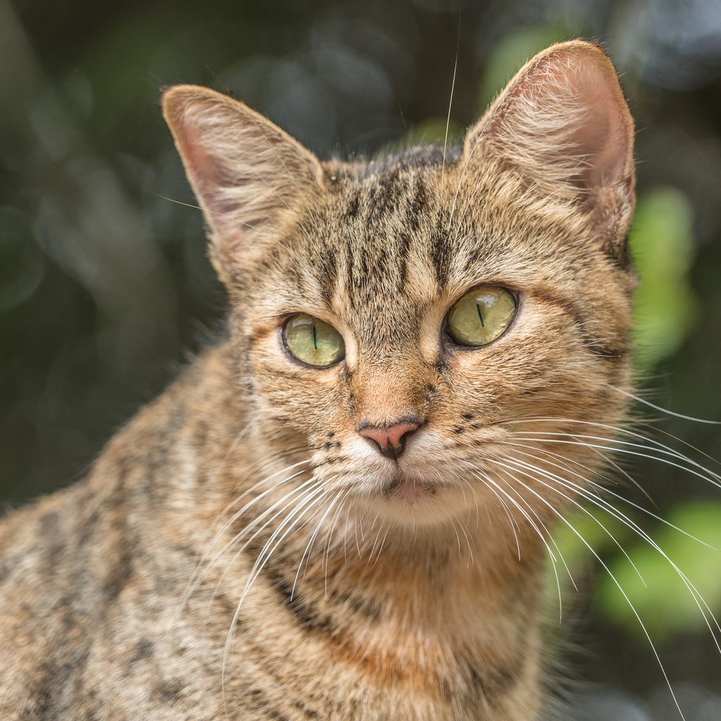 Tiger cat sitting in a yard