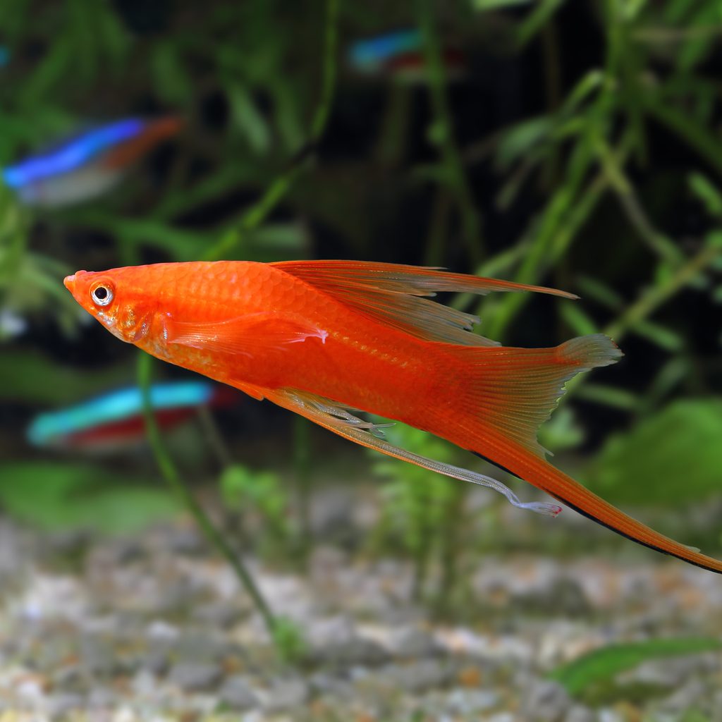 Swordtail in an aquarium with neon tetras
