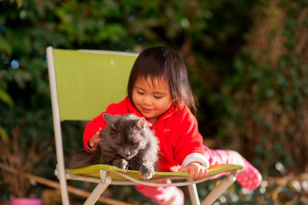 A toddler plays with a gray cat outside in a yard.