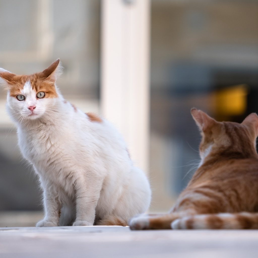 Two feral cats sitting outdoors by a wall